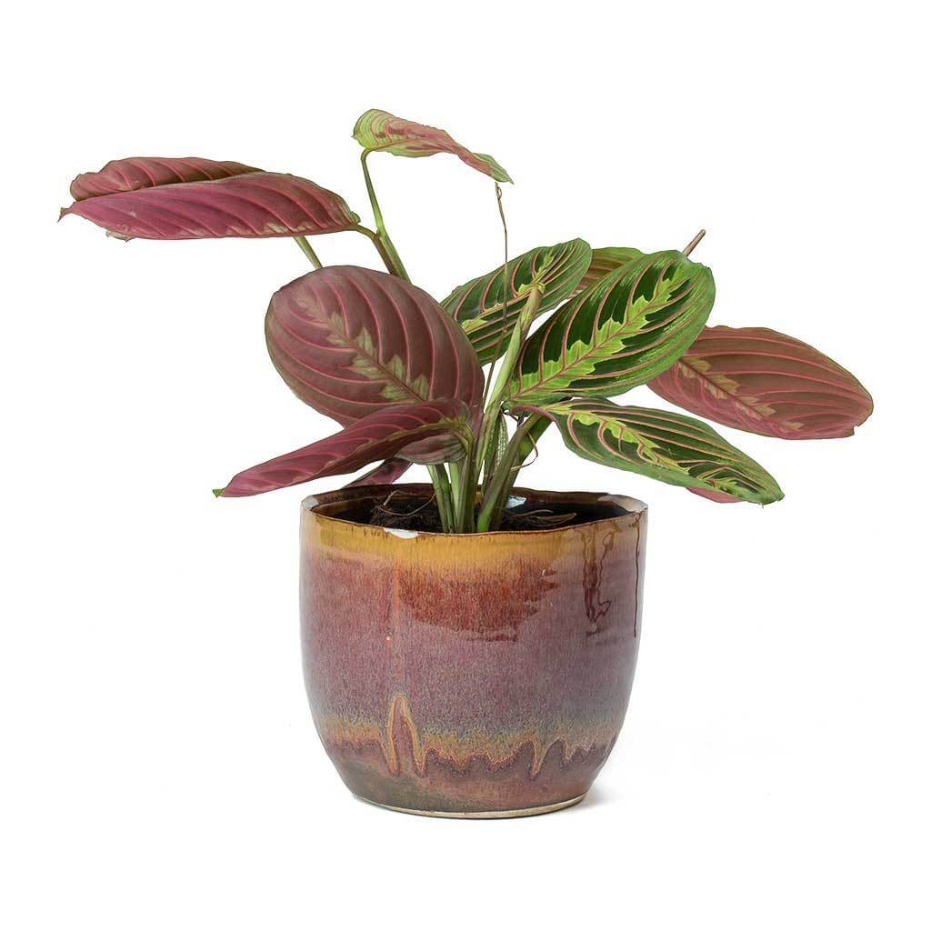 Maranta leuconeura var. erythroneura - Indoor House Plants