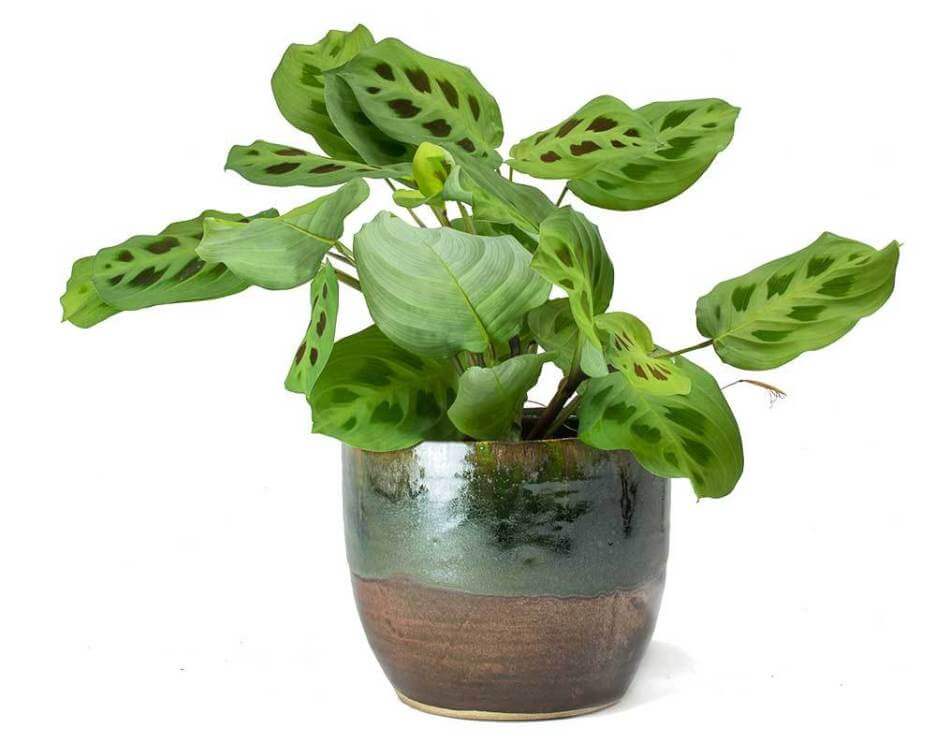 Maranta leuconeura var. kerchoveana - Indoor House Plants