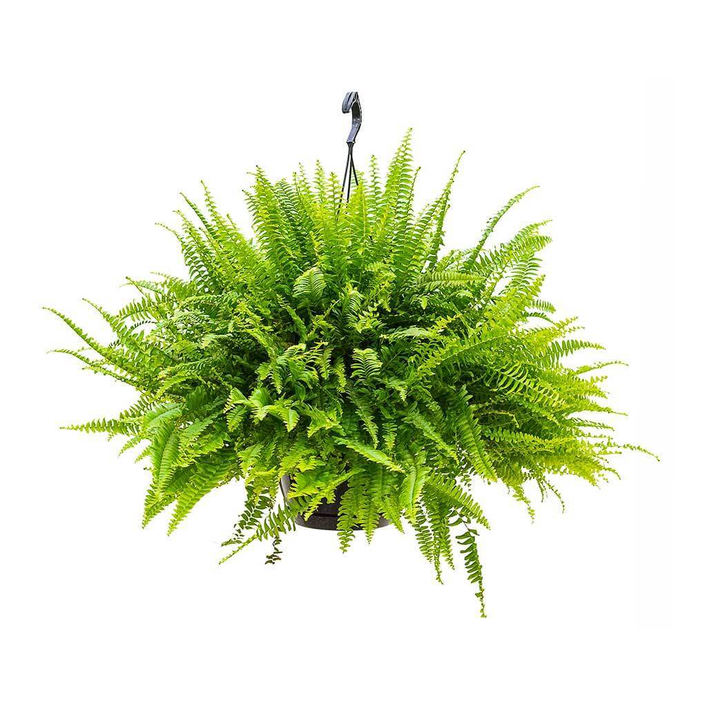 Nephrolepis exaltata Green Lady - Indoor House Plants