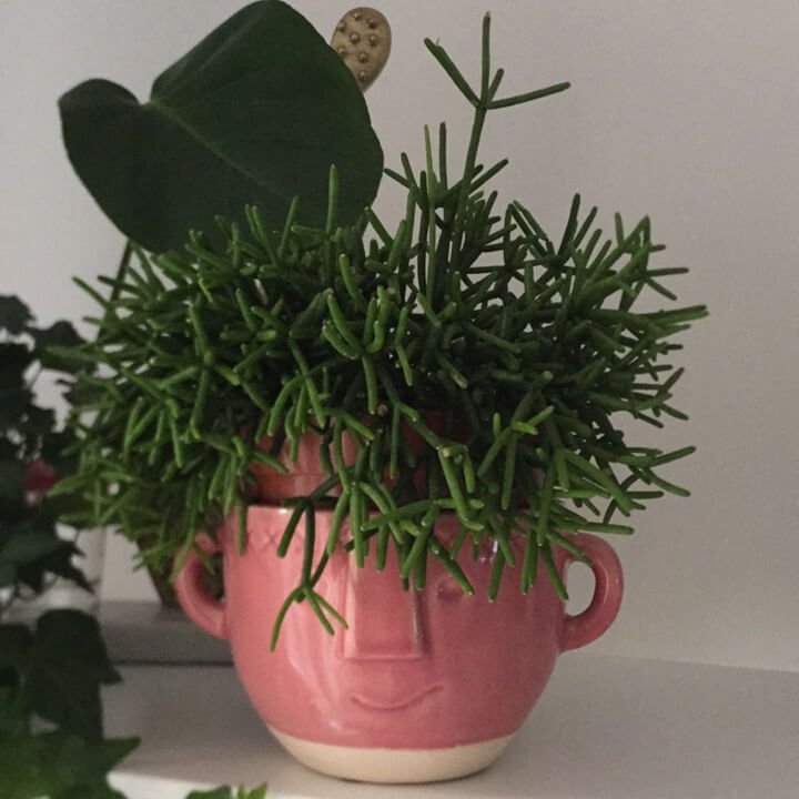Mistletoe Cactus | Rhipsalis heteroclada - Indoor Plants