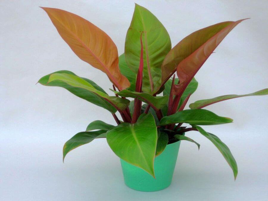 Philodendron Autumn - Indoor Plants