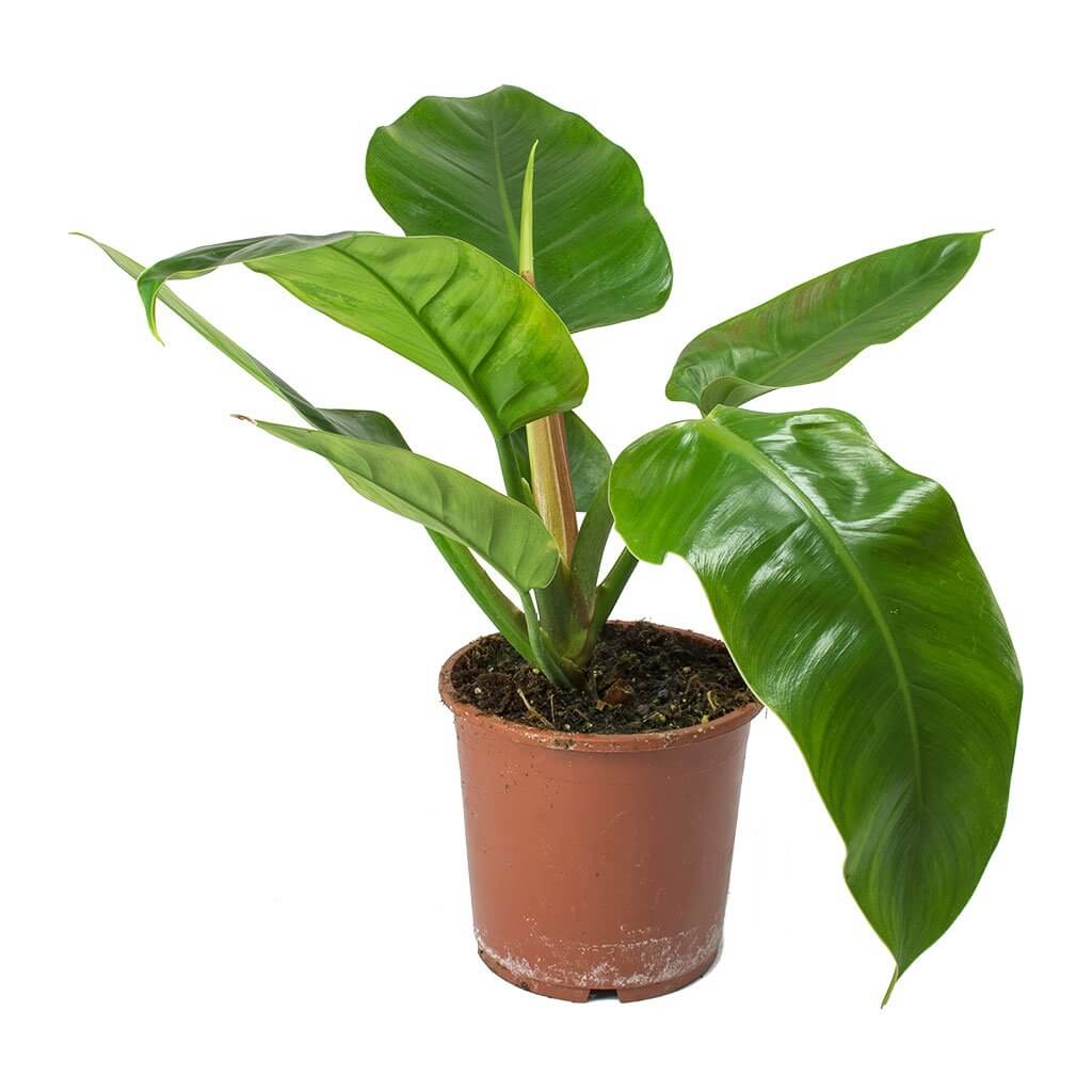 Philodendron Imperial Green - Indoor House Plants
