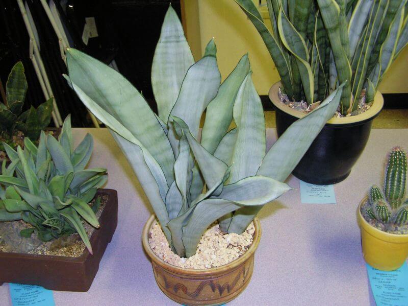 Sansevieria trifasciata Moonshine (Snake Plant) - Indoor Plants