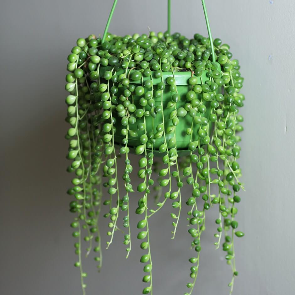 String of beads Senecio herreianus Dinter Indoor Plants