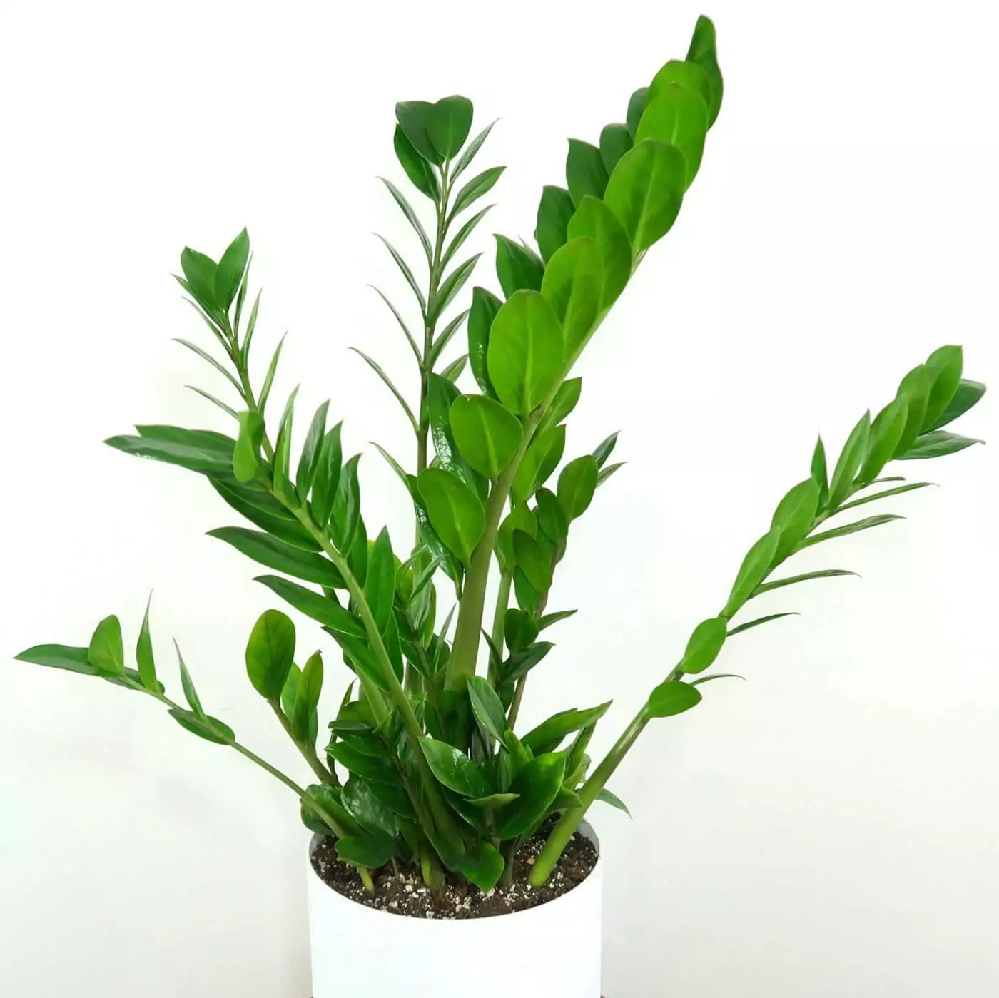 Zamioculcas zamiifolia Zenzi ZZ Plant - Indoor Plant