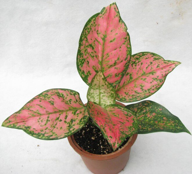 Aglaonema Red Valentine (Chinese Evergreen) - Indoor Plants