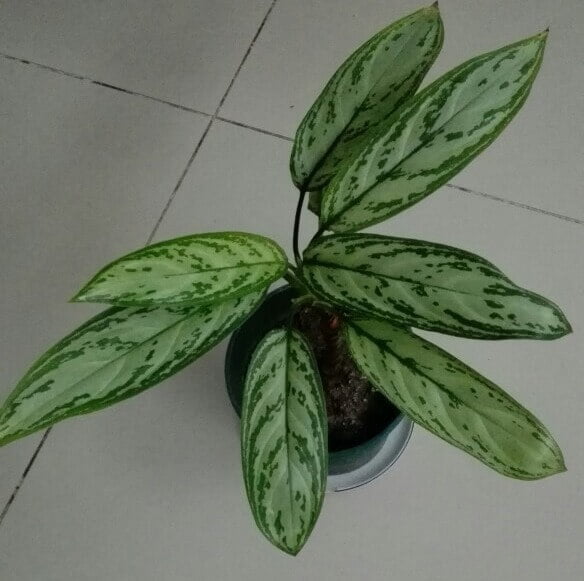 Aglaonema commutatum (Chinese Evergreen) - Indoor Plants