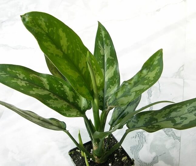 Aglaonema commutatum Schott (Chinese Evergreen) - Indoor Plants