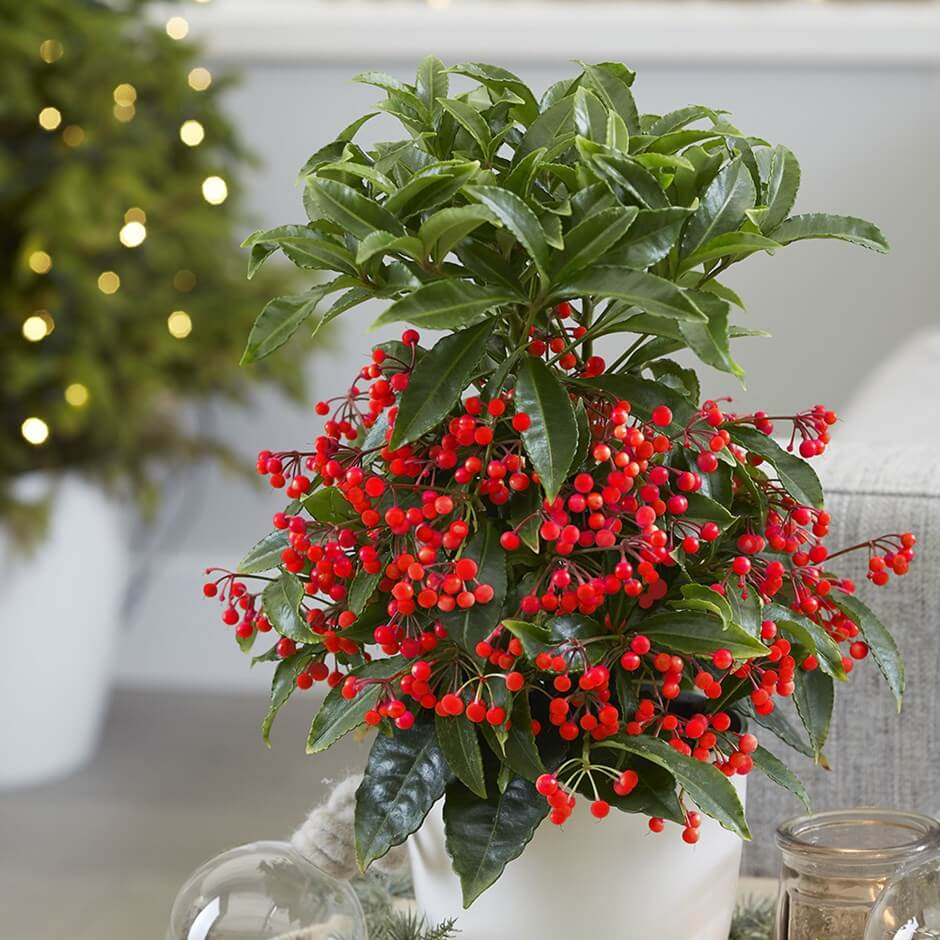 Christmas Berry (Ardisia crenata) - Indoor Plants
