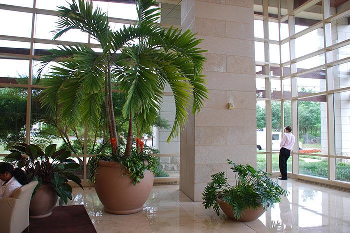 Christmas Palm Tree - Indoor Plants