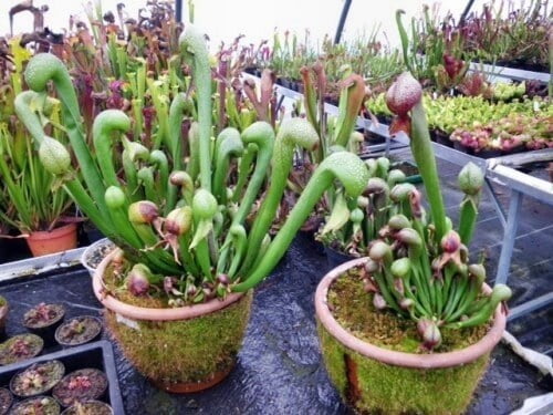 California Pitcher Plant (Darlingtonia californica) - House Plants