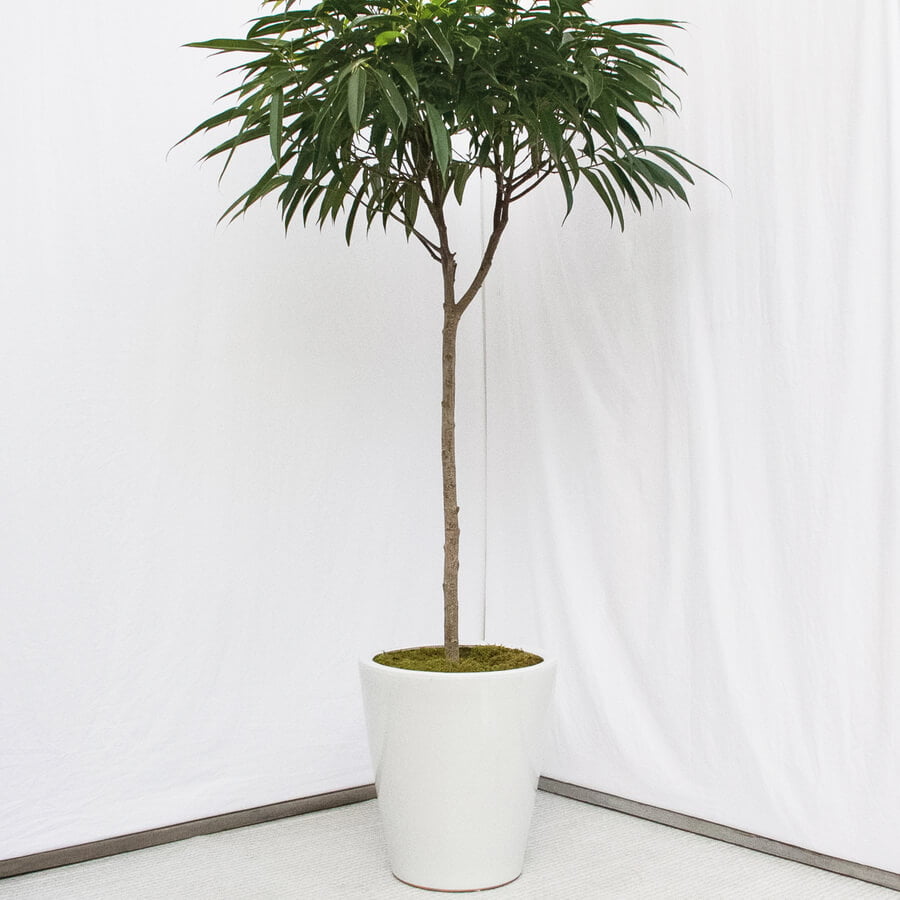 Ficus Alii (Ficus binnendijkii 'Alii') - Indoor House Plants