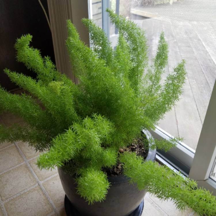 Foxtail Fern (Asparagus densiflorus 'Myers') - House Plants