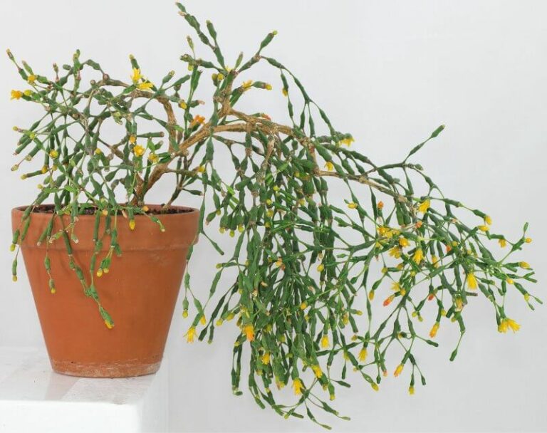 Hatiora salicornioides succulent plant 6cm Drunkard's Dream Dancing Bones