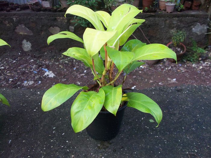 Philodendron Ceylon Gold - Indoor Plants