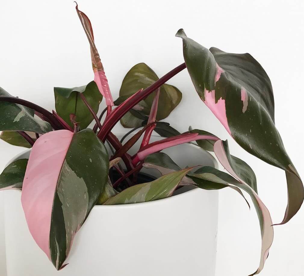 Pink Princess Philodendron - Indoor Plants