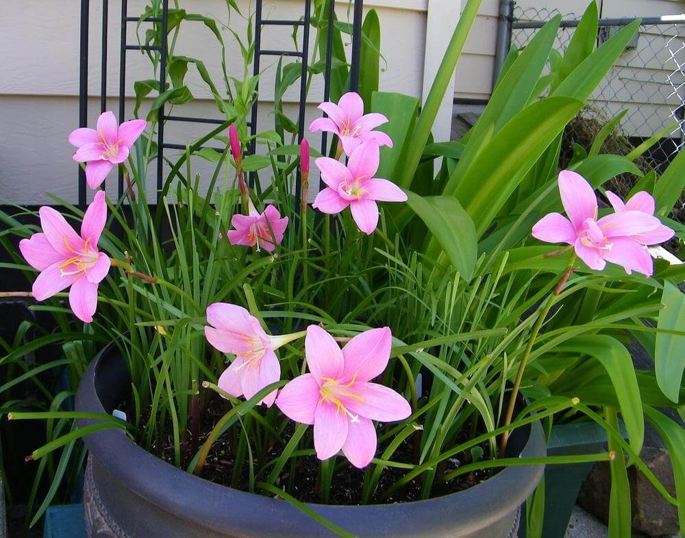 Zephyranthes rosea (Pink rain lily) - Flowering plants