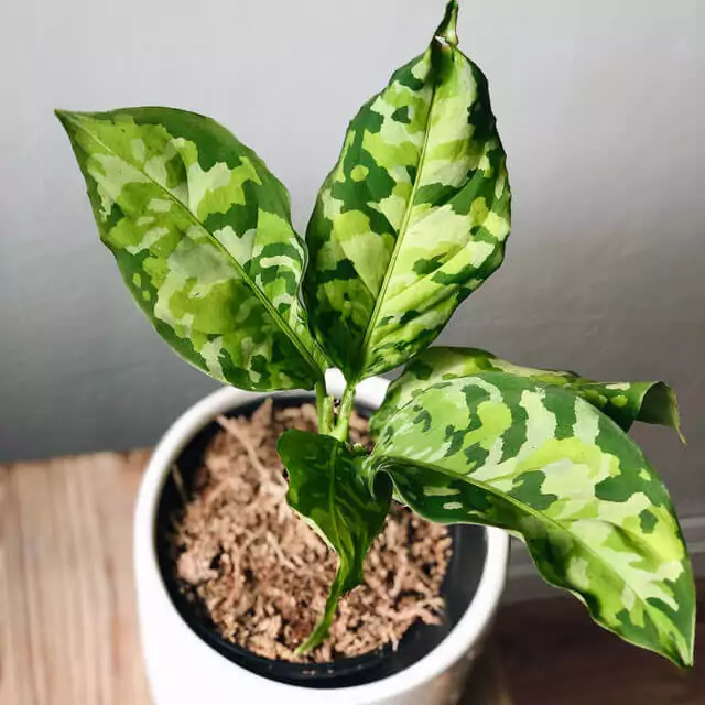 Aglaonema pictum tricolor (Chinese Evergreen Tricolor) - Indoor Plant