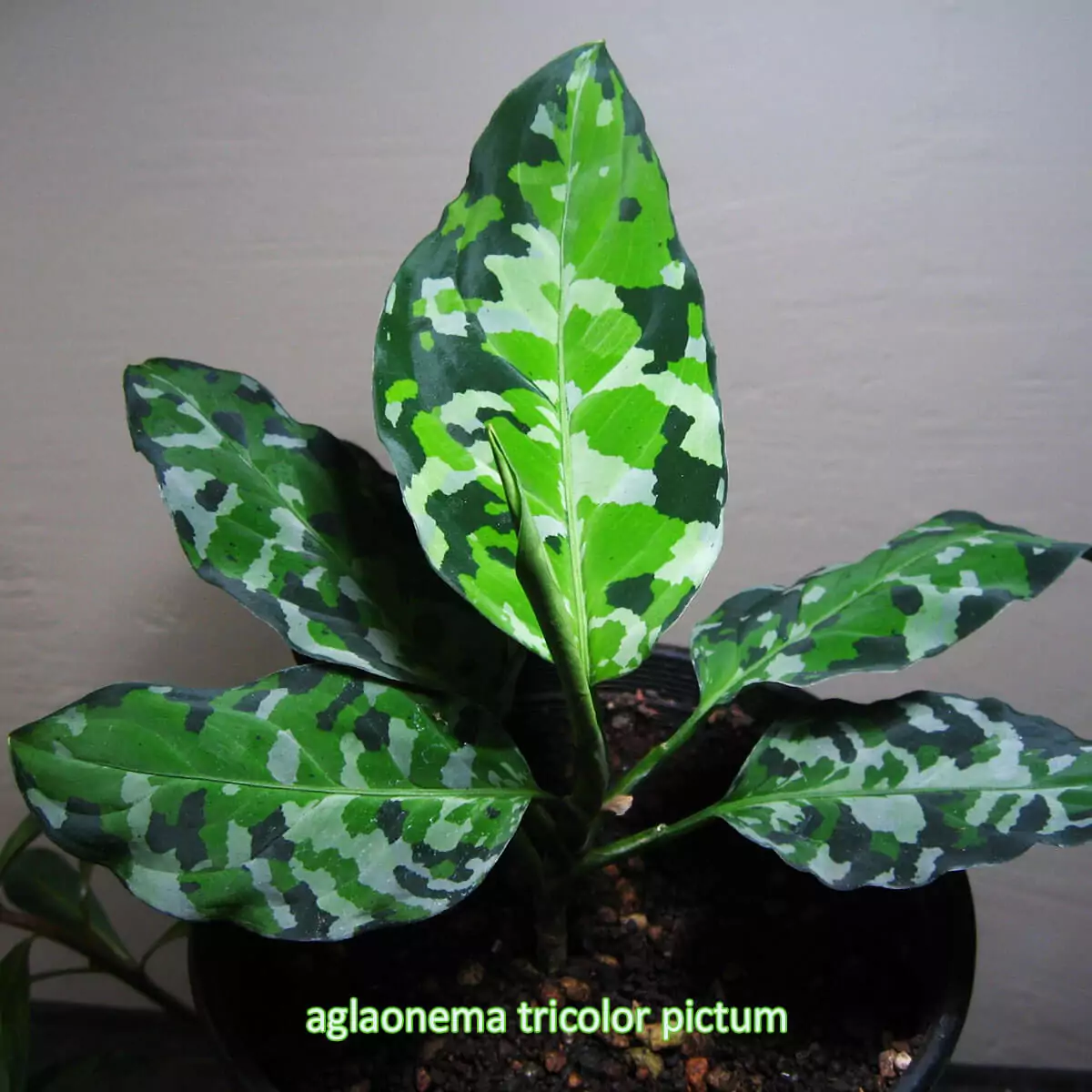 aglaonema tricolor pictum