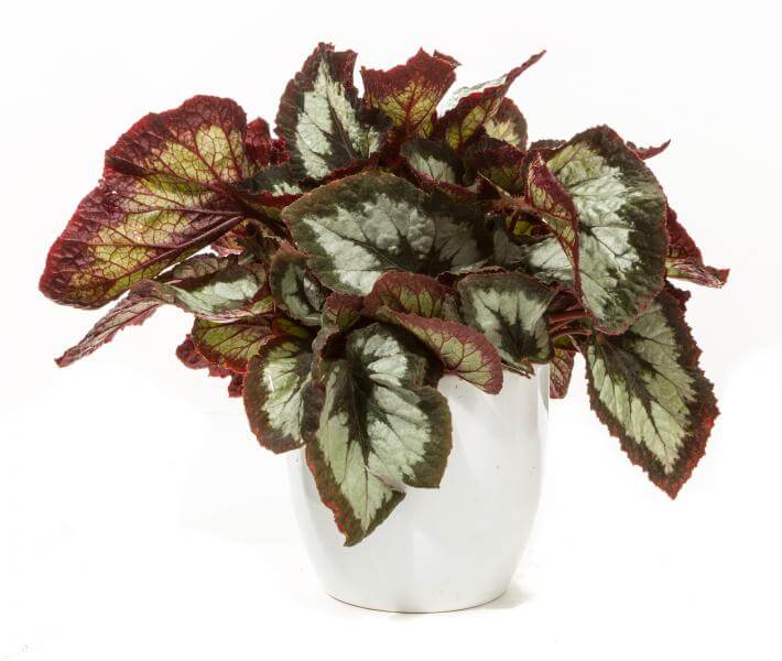 Rex Begonia | Begonia rex hybrids - Indoor Plants