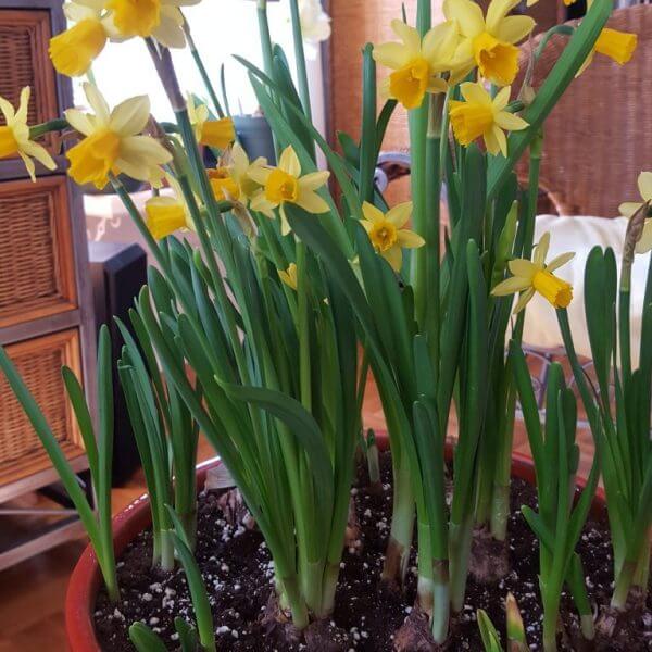 Jonquil (Narcissus jonquilla) - Flowering plants