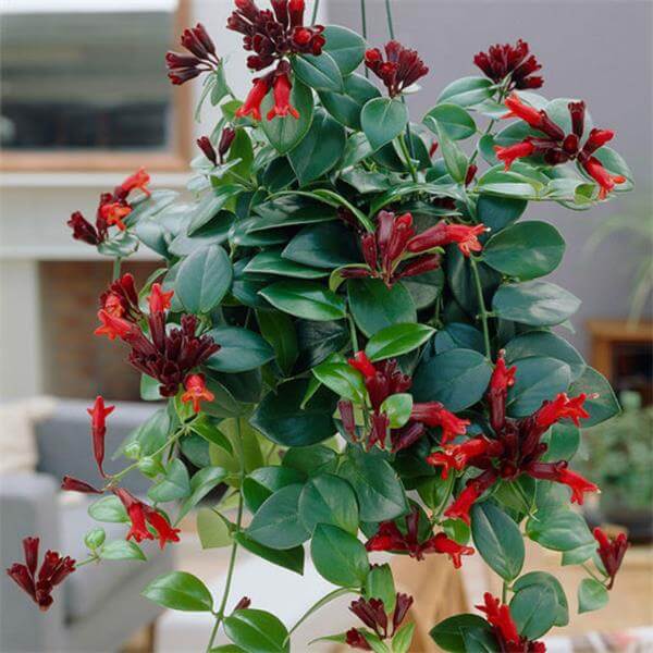 Lipstick Plant (Aeschynanthus lobbianus) - Flowering plants