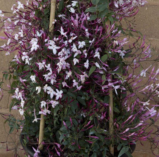 Pink Jasmine (Jasminum polyanthum) - Flowering plants
