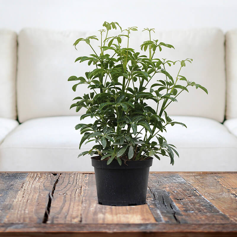 Schefflera - Indoor Plants