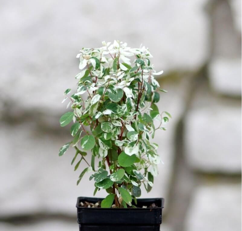 Snow Bush (Breynia nivosa) - Indoor Plants