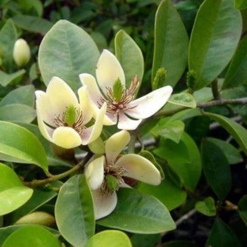 Banana Shrub (Magnolia figo) – Flowering plants