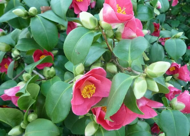 Camellia (Camellia japonica) – Flowering plants