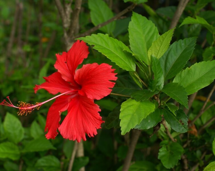 Chinese Hibiscus (Hibiscus rosa sinensis) - Flowering plants