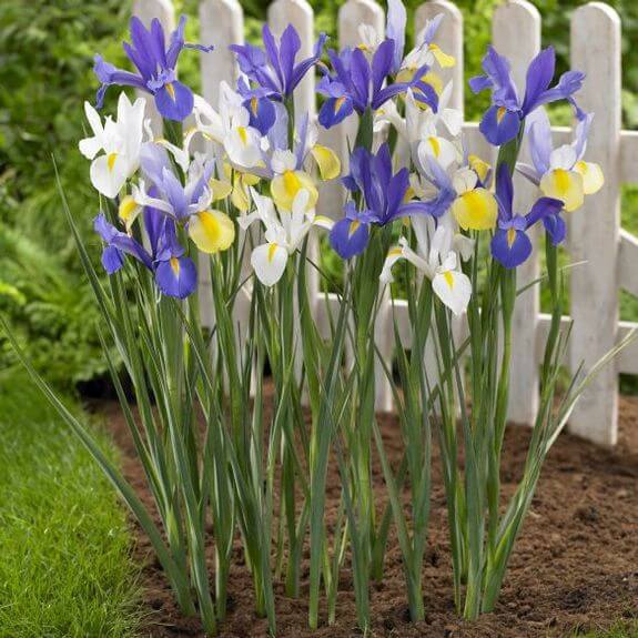 Dutch Iris (Iris × hollandica) - Flowering plants