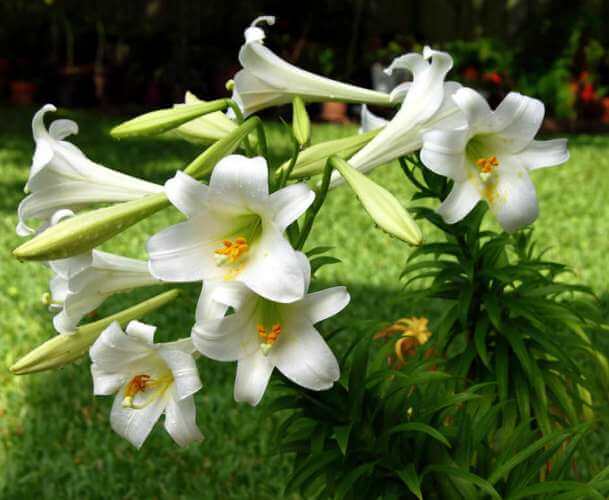 Easter lily (Lilium longiflorum) - Flowering plants