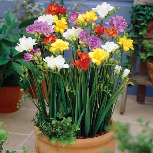 Freesia (Freesia hybrids) - Flowering plants