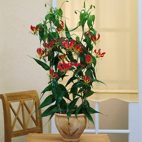 Gloriosa Lily (Gloriosa superba 'Rothschildiana') - Flowering plants