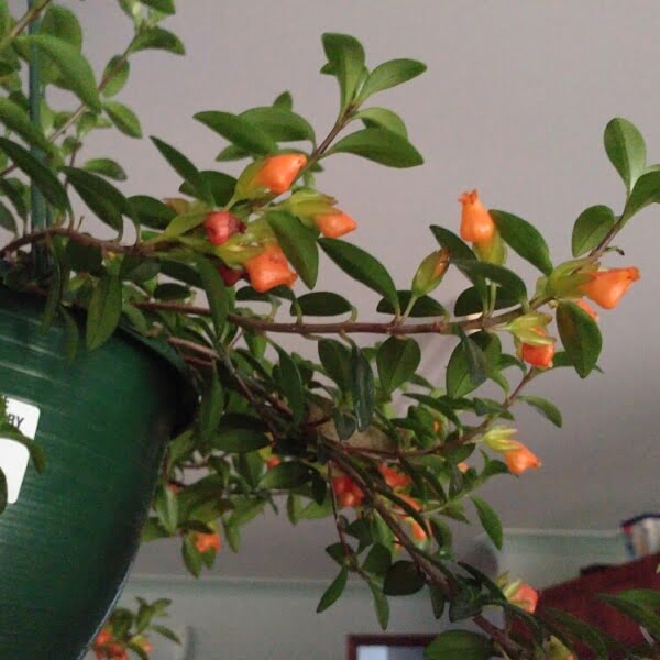 Goldfish Plant (Columnea gloriosa) - Flowering plants