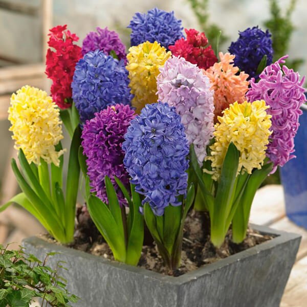 Hyacinth (Hyacinthus orientalis) - Flowering plants