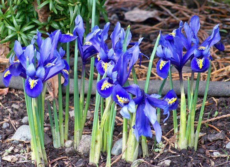 Iris reticulata (Netted iris) - Flowering plants