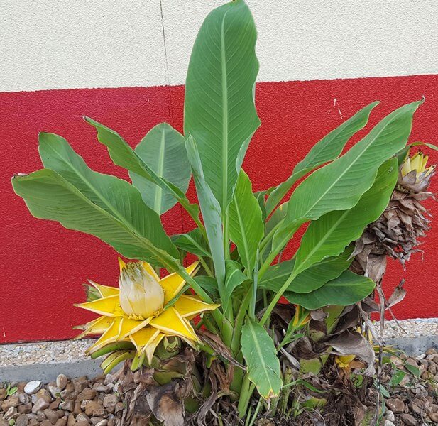 Musella lasiocarpa (Golden Lotus Banana) - Flowering plants
