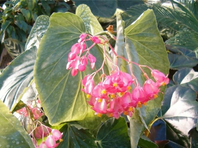 Angel Wing Begonia - Flowering plants