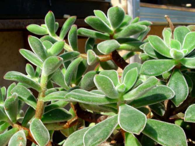 Echeveria pulvinata - Succulent plants