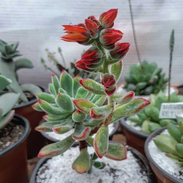 Echeveria pulvinata ‘Ruby Blush’ - Succulent plants