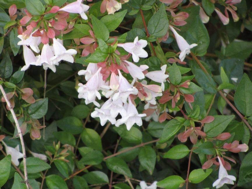 Glossy abelia - Flowering plants