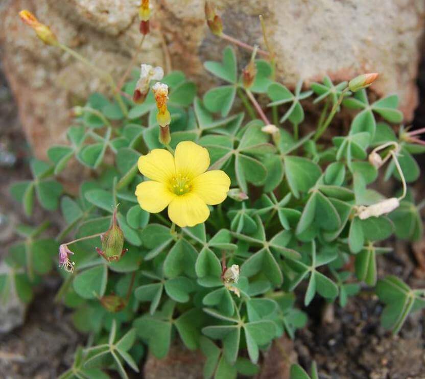 Oxalis albicans (Radishroot woodsorrel) - Flowering plants