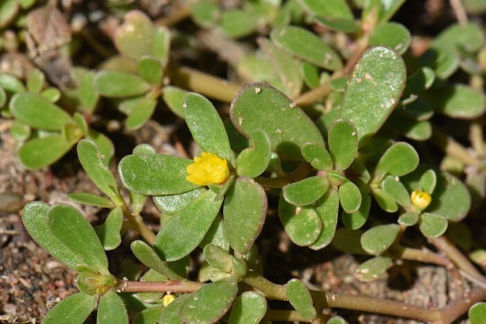 Purslane (Portulaca oleracea) - Vegetable garden