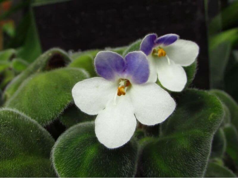 Saintpaulia goetzeana (African Violet) - Flowering plants
