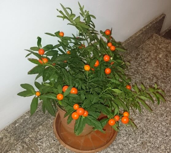 Winter cherry (Solanum capsicastrum) - Indoor Plants