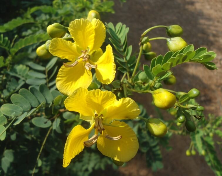 Avaram (Senna auriculata) - Herb garden