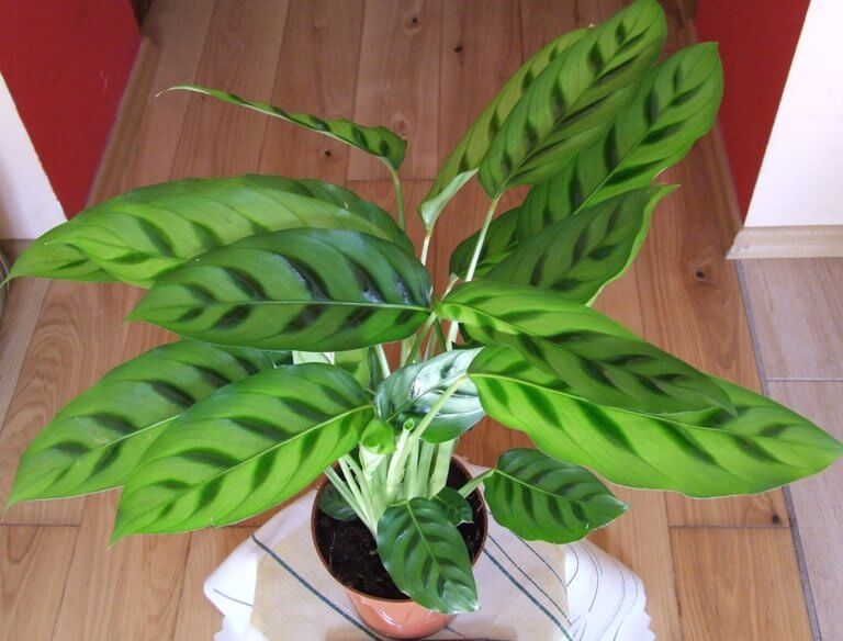 Calathea leopardina - Indoor Plants
